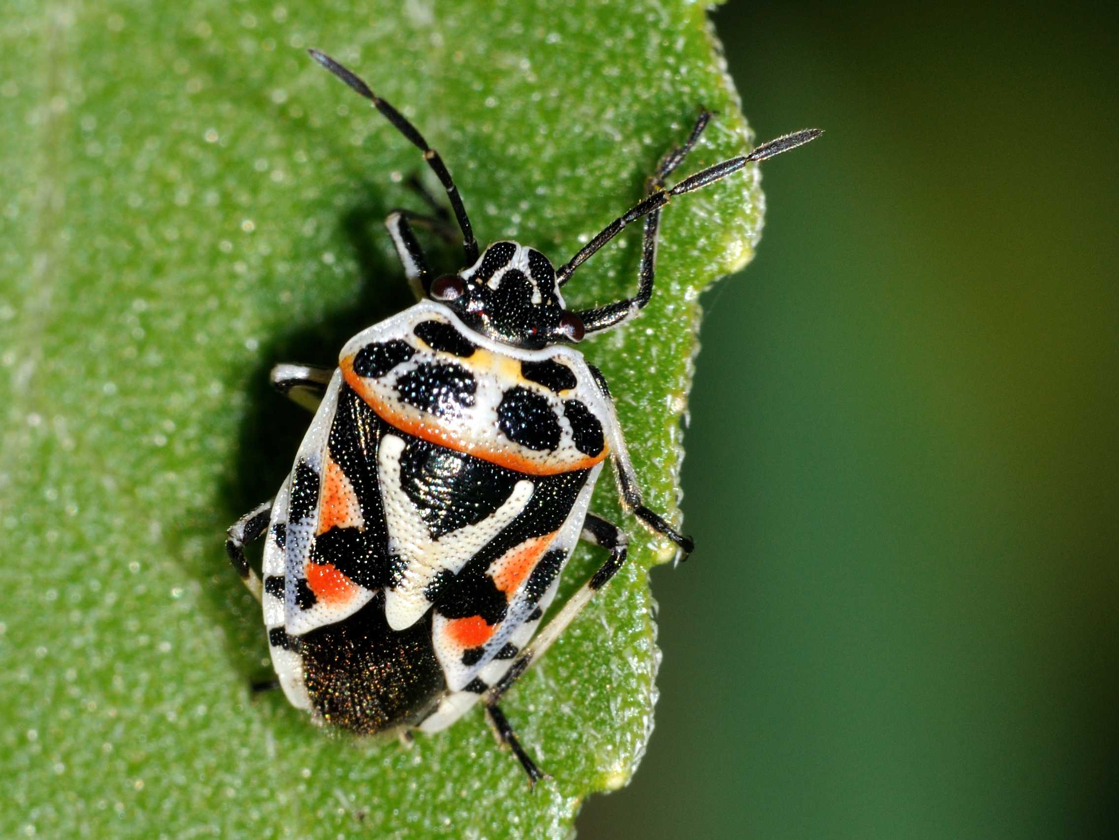 Pentatomidae: Eurydema ornata del Lazio (RM)